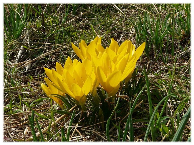 Sternbergia lutea(Cyclamen hederifolium, Biarum tenuifolium)